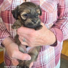 Orange - Red sable male Havanese puppy in Melba, Idaho from Lawson Havanese