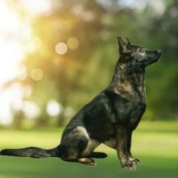 German Shepherd puppies from Sstar