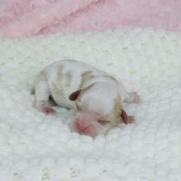 Sweet heart - Blenheim 1 - Blenheim female Cavalier King Charles Spaniel puppy in Pasadena, Maryland from Promise Land