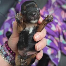 Theo - Black and tan male Yorkshire Terrier puppy in West Enfield, Maine from GRIFFEY'S SPA AND KENNEL