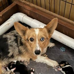Opal - American Corgi