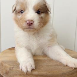 Wave - Red merle male Australian Shepherd puppy in Kearney, Nebraska from Helix Aussies