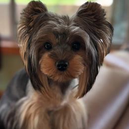 Roxxy - Yorkshire Terrier
