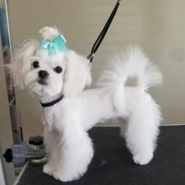 Marco - Maltese