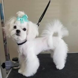Marco - Maltese