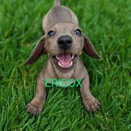 Catra - Black female Dachshund puppy in Missouri from Eridox Dachshunds