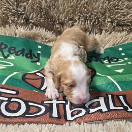 Snoopy - Apricot male Aussiedoodle puppy in Cumberland, Rhode Island from W Doodle Crew