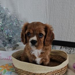 Rory - Ruby male Cavalier King Charles Spaniel puppy in Decatur, Illinois from Petite Pups