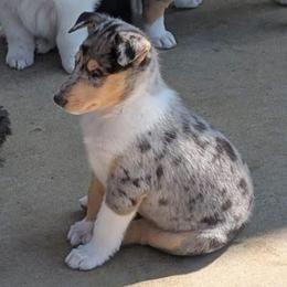 Kyla (Blue Girl 3) - Blue merle white and tan female Collie puppy in Nunn, Colorado from Kingsgift Collies