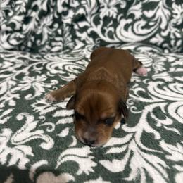 Thelma - Red female Dachshund puppy in Liberty, Mississippi from Liberty Oaks Aussies and Dachshunds