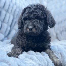 Duckworth - Black male Goldendoodle puppy in Rainier, Oregon from Beaver Springs Puppies