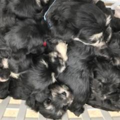 Miniature Schnauzers from Gail Holzman's Miniature Schnauzers