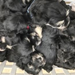 Miniature Schnauzers from Gail Holzman's Miniature Schnauzers