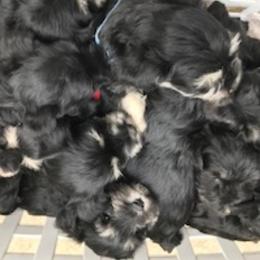 Miniature Schnauzers from Gail Holzman's Miniature Schnauzers