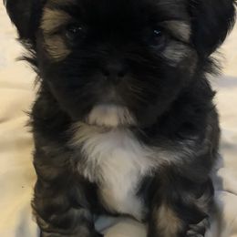 Shih Tzu Puppies from Winter Shih Tzus