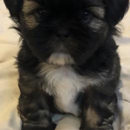 Shih Tzu Puppies from Winter Shih Tzus