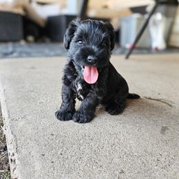 Black Beauty - Black female Miniature Schnauzer puppy in Lake Charles, Louisiana from Du Lac Miniature Schnauzers