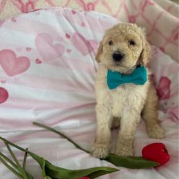 Air - Cream male Poodle puppy in St. Johnsbury, Vermont from Poodles of the Northern Woods