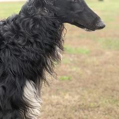Borzoi All Grown Up from Borzoi on Konza Prairie