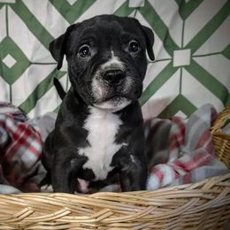 American Bullies from Madd Bullies