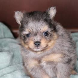 AKC Onyx - Black and tan male Pomeranian puppy in Albany, Indiana from Hatz Off Puppies