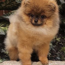 Pomeranians from Nottingham Pomeranians