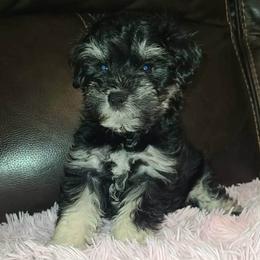 Loulan - Black and silver female Miniature Schnauzer puppy in Graham, Washington from Kristy's French Bulldogs & Mini Schnauzers