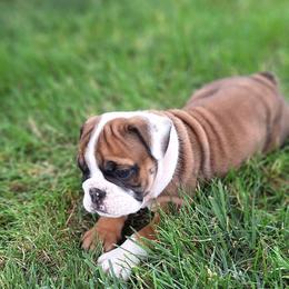 Baby Girl - Fawn and white female Bulldog puppy in Hebron, North Dakota from Gina's Bulldogs