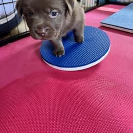 Labrador Retriever Puppies from Enchanted Garden Labradors