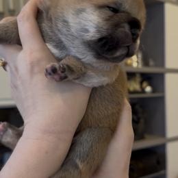 Milan - Red male Shiba Inu puppy in Zionsville, Indiana from Hana Shibas