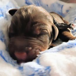 Red boy - Red and rust male Doberman Pinscher puppy in Antioch, Tennessee from Aiba Doberman's
