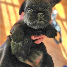 Girl - Black female Brussels Griffon puppy in Fyffe, Alabama from BamaBrussels