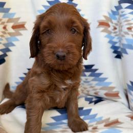 Keanu ( Black collar boy) - Red  male Goldendoodle puppy in Phelan, California from High Desert Doodles - the original
