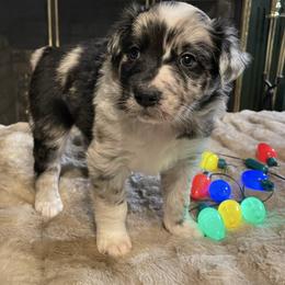 Big Jim - Blue merle male Australian Shepherd puppy in Lewisburg, Tennessee from Hawkins Working Australian Shepherds