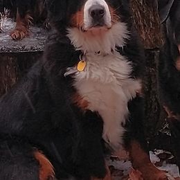 Bernese Mountain Dogs and Cavalier King Charles Spaniels from R-G Kennels