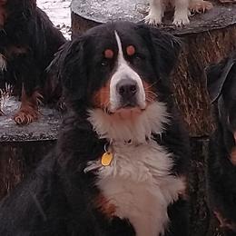 Bernese Mountain Dogs and Cavalier King Charles Spaniels from R-G Kennels