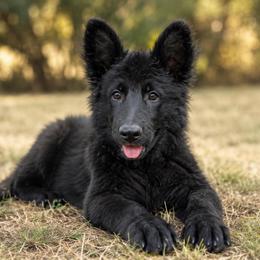 W8  Collar - Black female German Shepherd puppy in Casscoe, Arkansas from Crown H Shepherds
