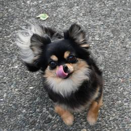 Maryland - Chihuahua