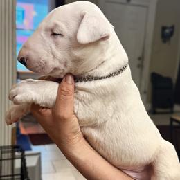 Tank SHOW HOUSE ONLY - White male Bull Terrier puppy in Cincinnati, Ohio from HP BULL’S