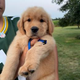 Blue boy - Golden male Golden Retriever puppy in Macy, Indiana from Macy Golden Meadows