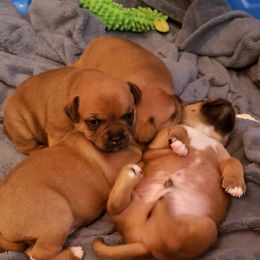 Bull Terrier and Staffordshire Bull Terrier Puppies from Terri Cournoyer
