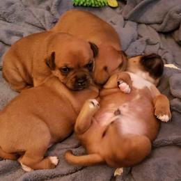 Bull Terrier and Staffordshire Bull Terrier Puppies from Terri Cournoyer