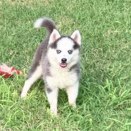 Deja's girl 1 - Blue female Pomsky puppy in Enid, Oklahoma from Mile Hi Pomskies