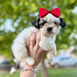 Girl 1 - Liver and white female Shih Tzu puppy in Seguin, Texas from Dolled Up Shih Tzus