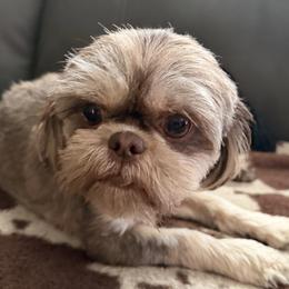 Pixie - Shih Tzu