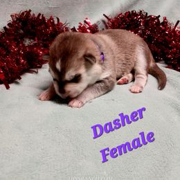 Dasher (Purple) - Sable female German Shepherd puppy in Bedias, Texas from TiPi S Ranch's German Shepherds
