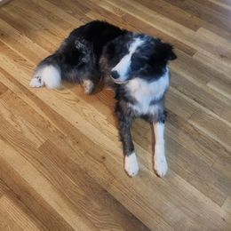 Border Collie puppies from Snowbird Border Collies