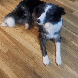 Border Collie puppies from Snowbird Border Collies