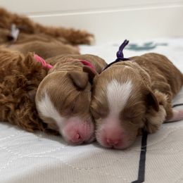 Goldendoodle puppies from Plush Doodles