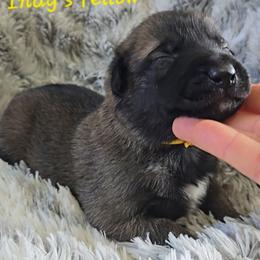 Indy's Yellow - Mahogany male Belgian Malinois puppy in Berry, Alabama from North River k9